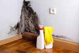 Braddock Hills, PA Mold Removal Company